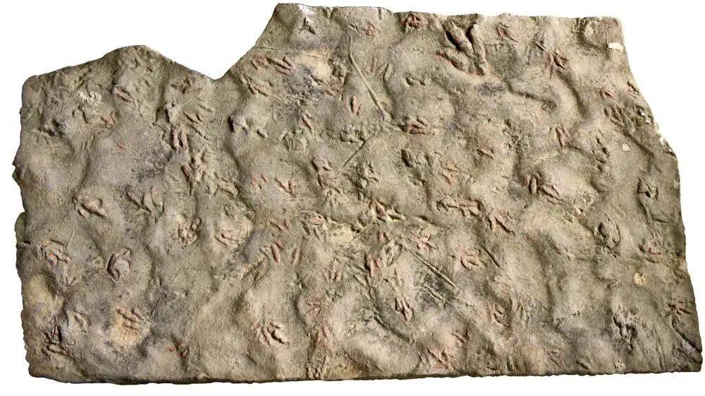 四川自贡一村民用了多年的垫脚石，竟是重要的恐龙化石？