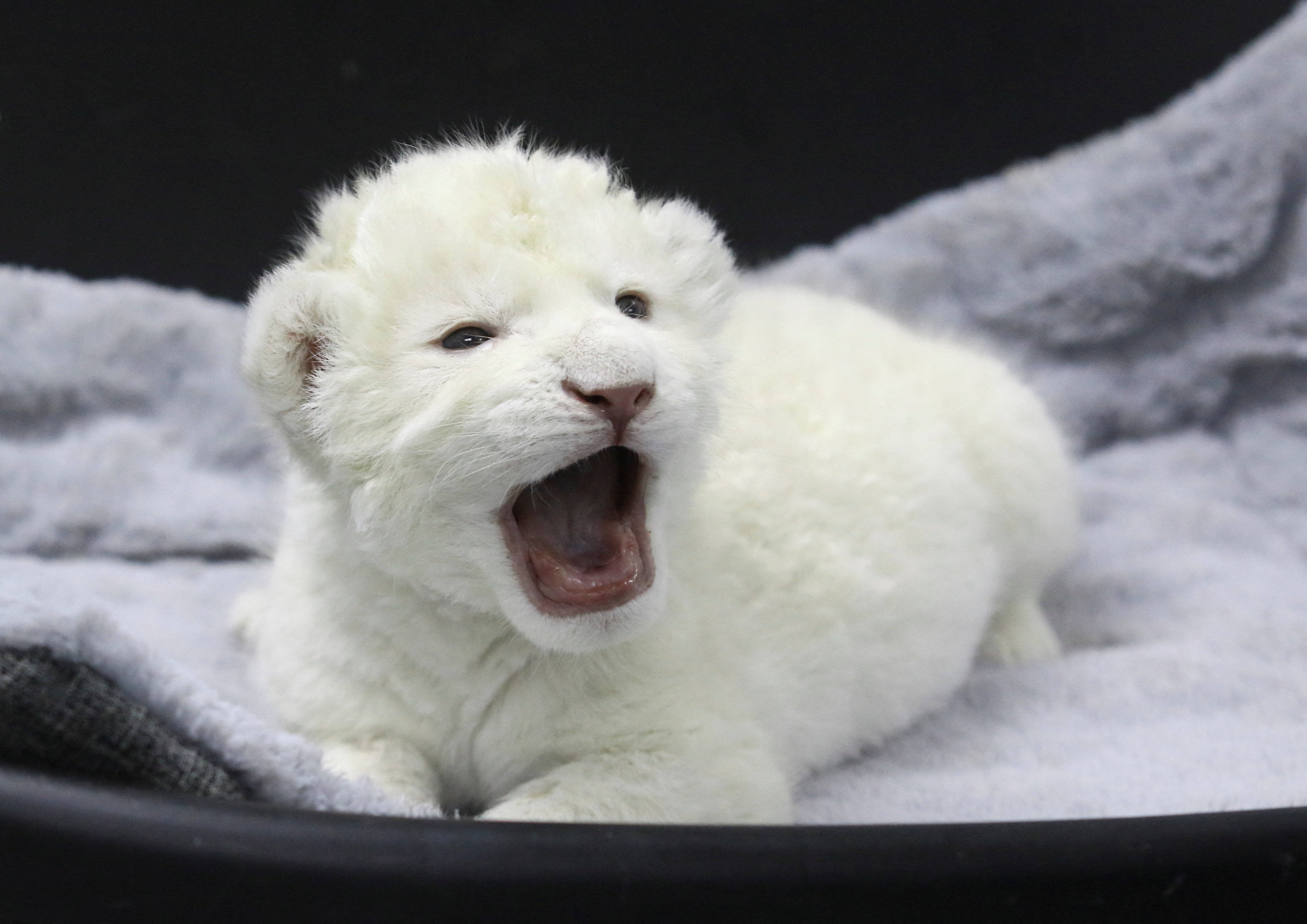 拉斯德利西亚斯动物园的白狮宝宝