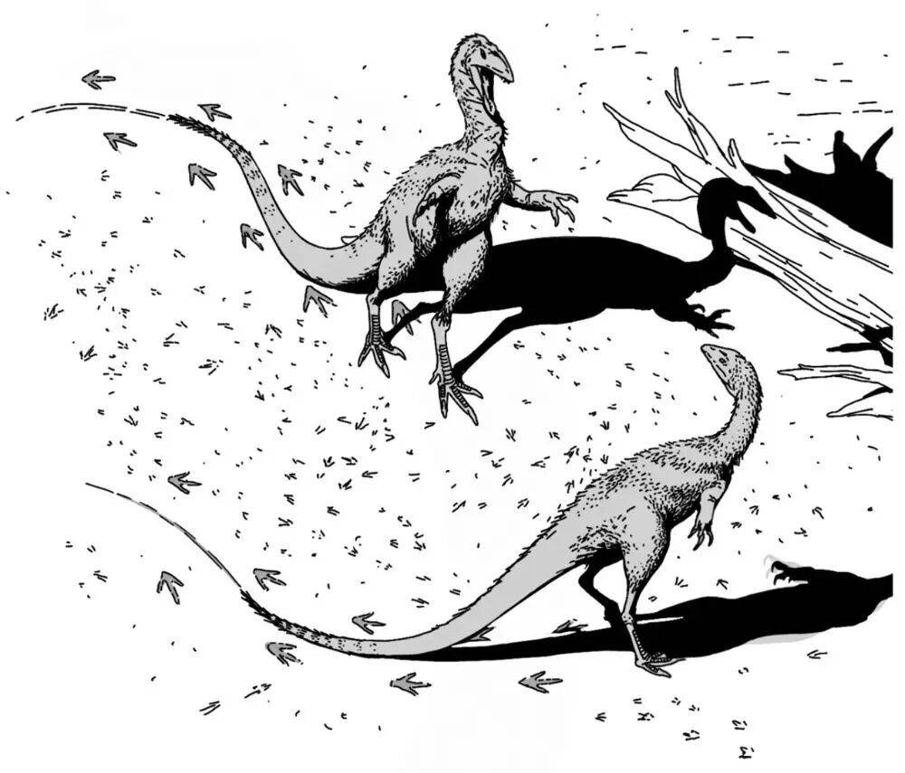 四川自贡一村民用了多年的垫脚石，竟是重要的恐龙化石？