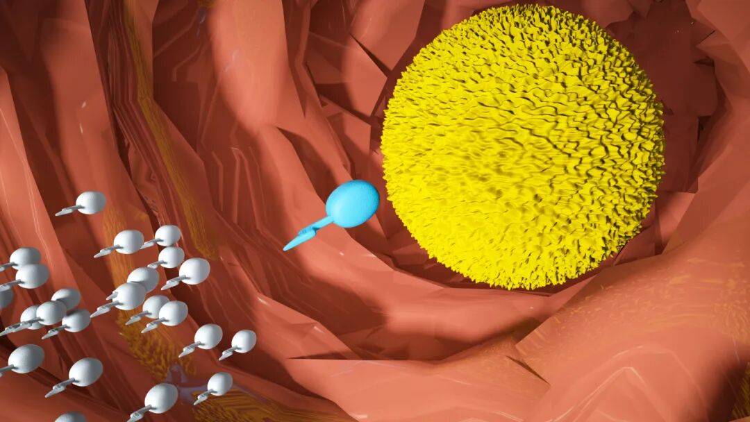 男女同房时哪种姿势最易受孕？答案和你想的不一样