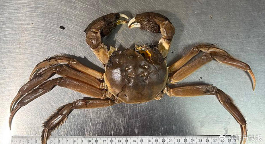 一只大闸蟹引发美国一州恐慌