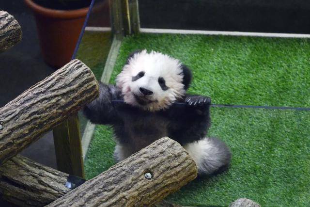 访华结束前,马克龙把熊猫弄到手了