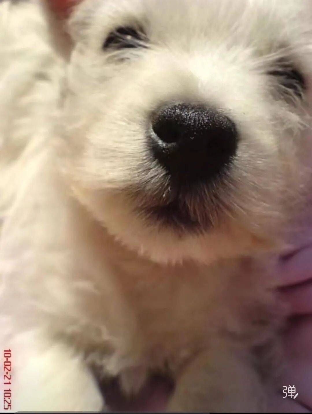 投毒致9条犬只惨死，狗主人追凶1000多天，张某华一审获刑4年！