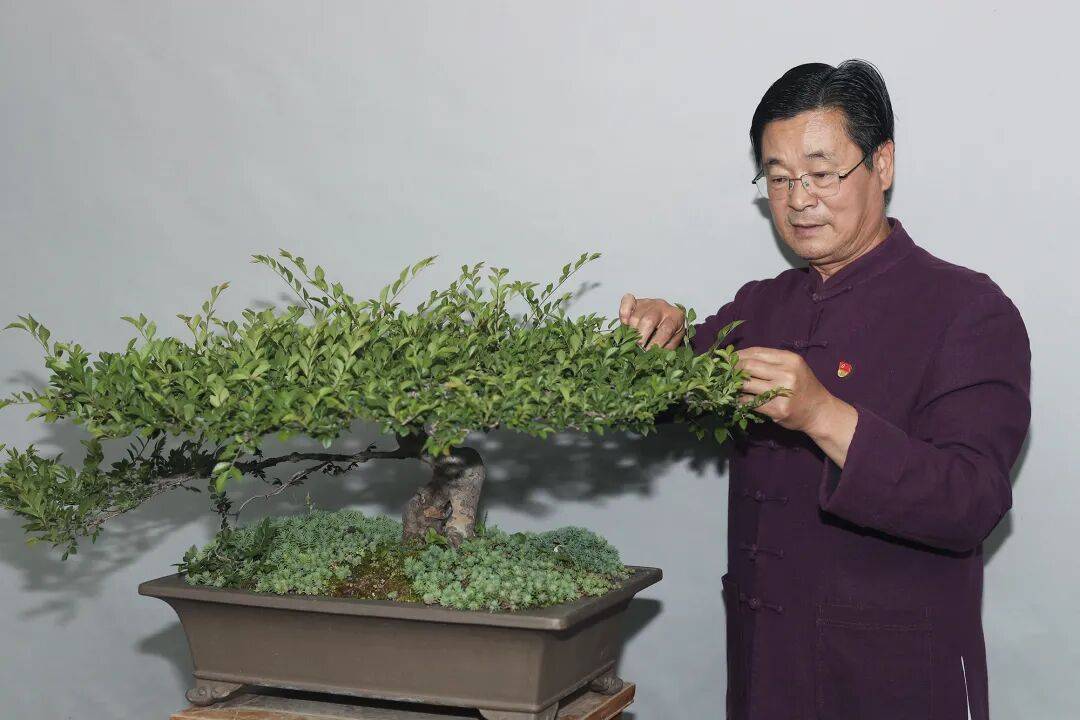 代表性传承人,杨文磊获评江苏省乡土人才"三带"能手,为扬派盆景技艺再