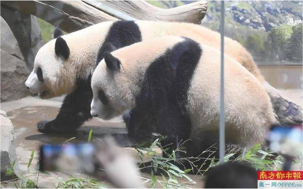 两只旅日大熊猫明年年初回国 -华闻时空