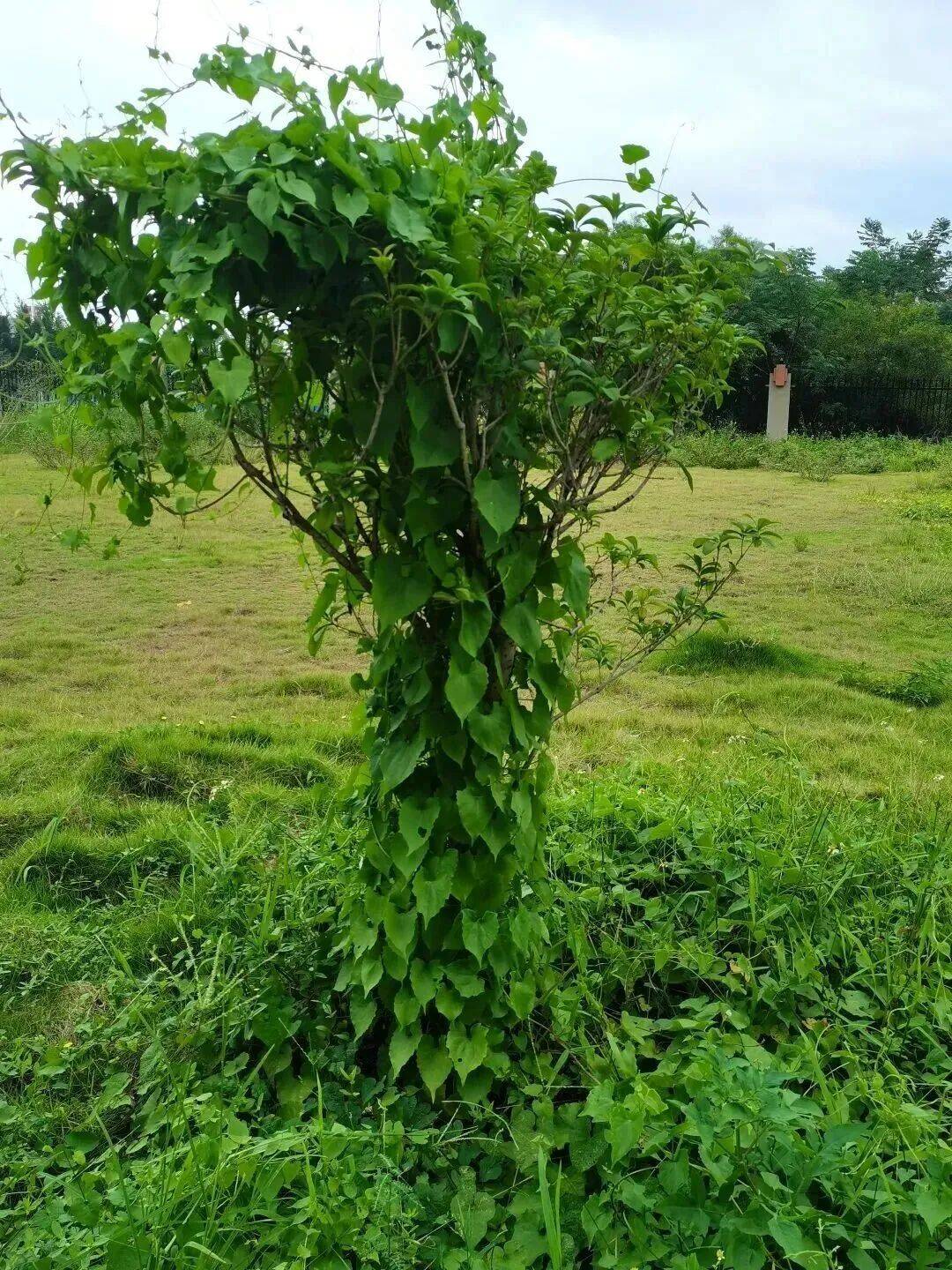 警惕植物杀手薇甘菊一旦发现请及时清理防治