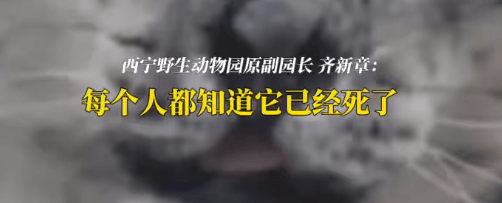 “一群男人哭得像傻子！”雪豹“凌寒”脑梗复发死亡，原副园长：心脏停跳40分钟，没有一个人停下放弃