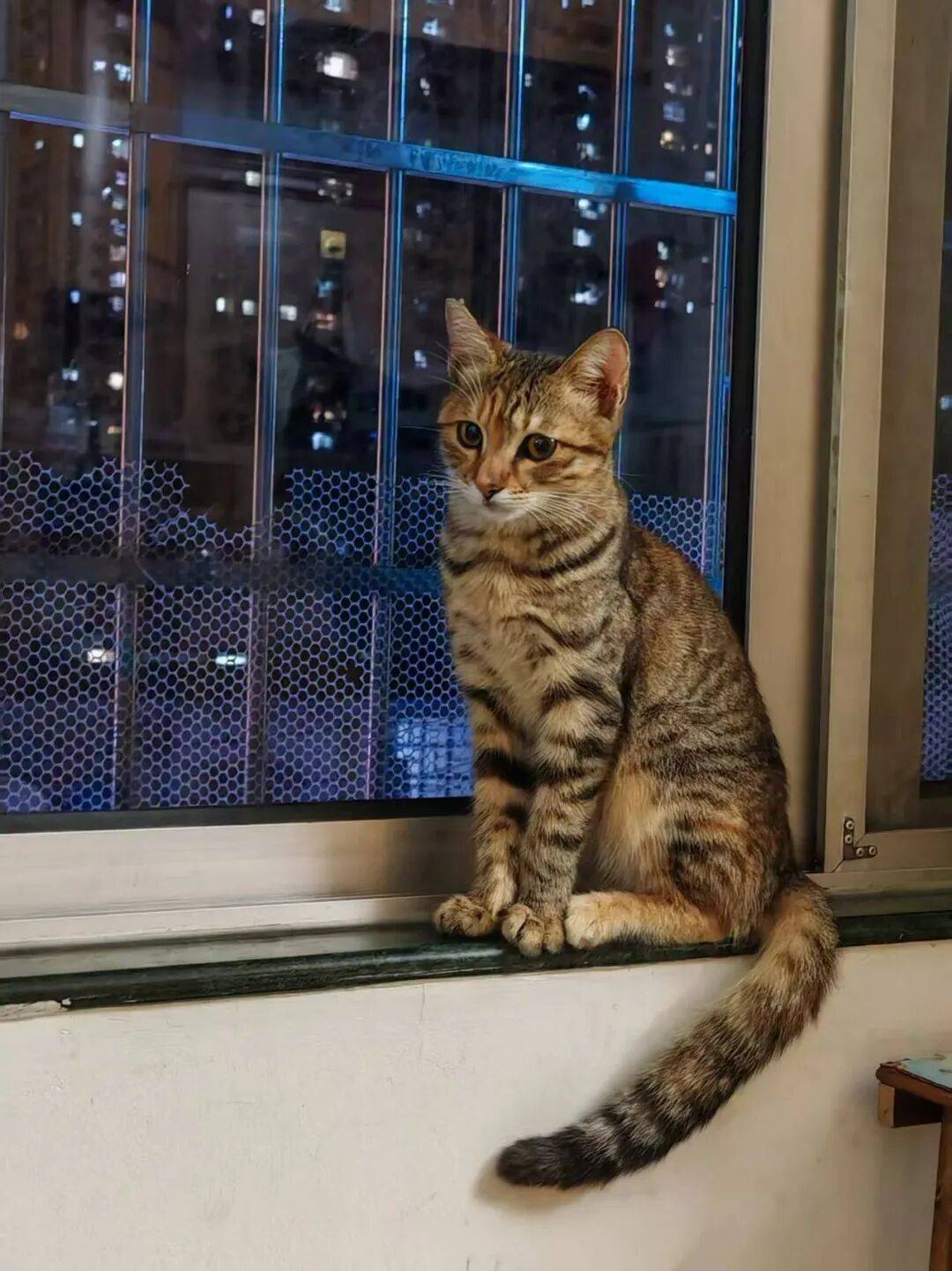 119只猫35只狗待领养