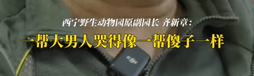 “一群男人哭得像傻子！”雪豹“凌寒”脑梗复发死亡，原副园长：心脏停跳40分钟，没有一个人停下放弃