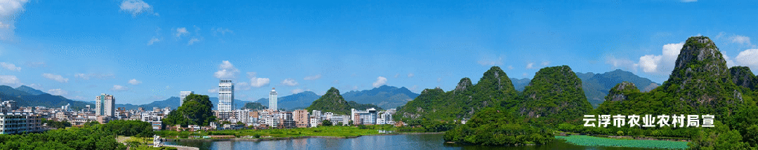 新兴象窝茶：来自云端的岭南好茶