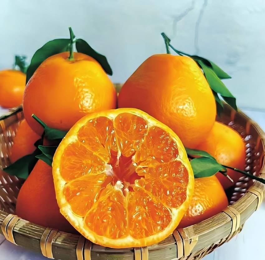 四川有一种耙耙柑叫"蒲江耙耙柑"