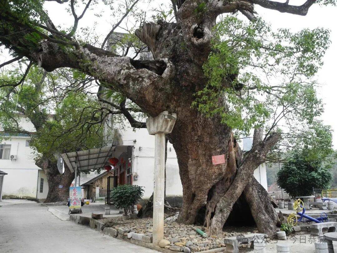 【恭城】六百年古樟树空心不死，村民称其为“树坚强”_古树_树干_大自然