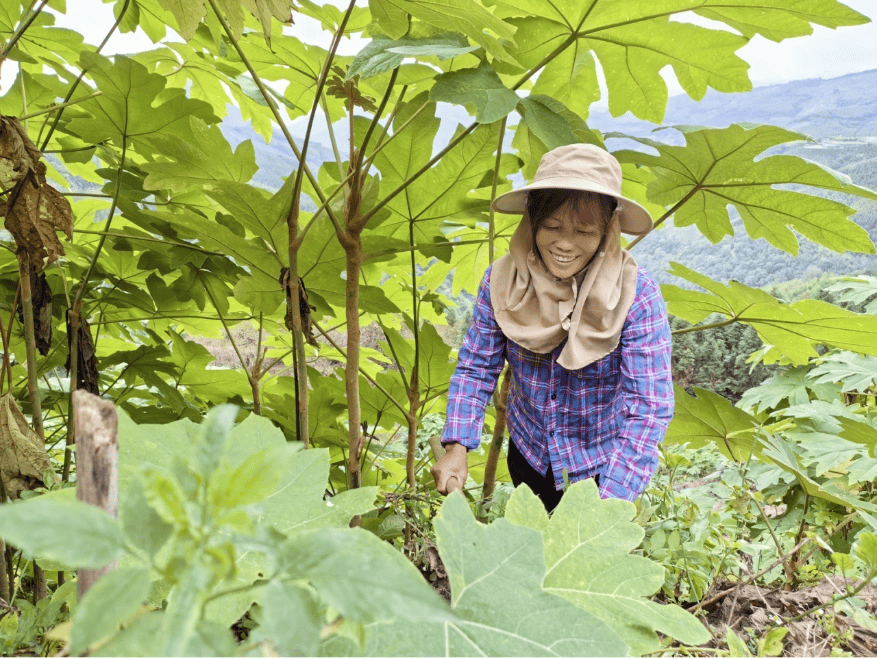 5000亩药田年产值5000万 | 册亨县双江镇以中药材铺就绿色致富路_通草_种植户_双江村