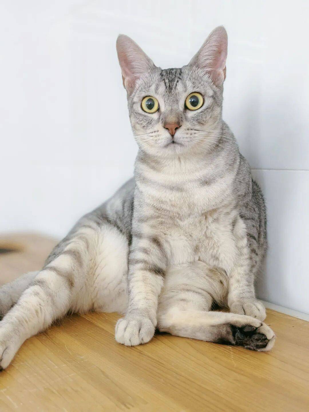 124只猫33只狗待领养