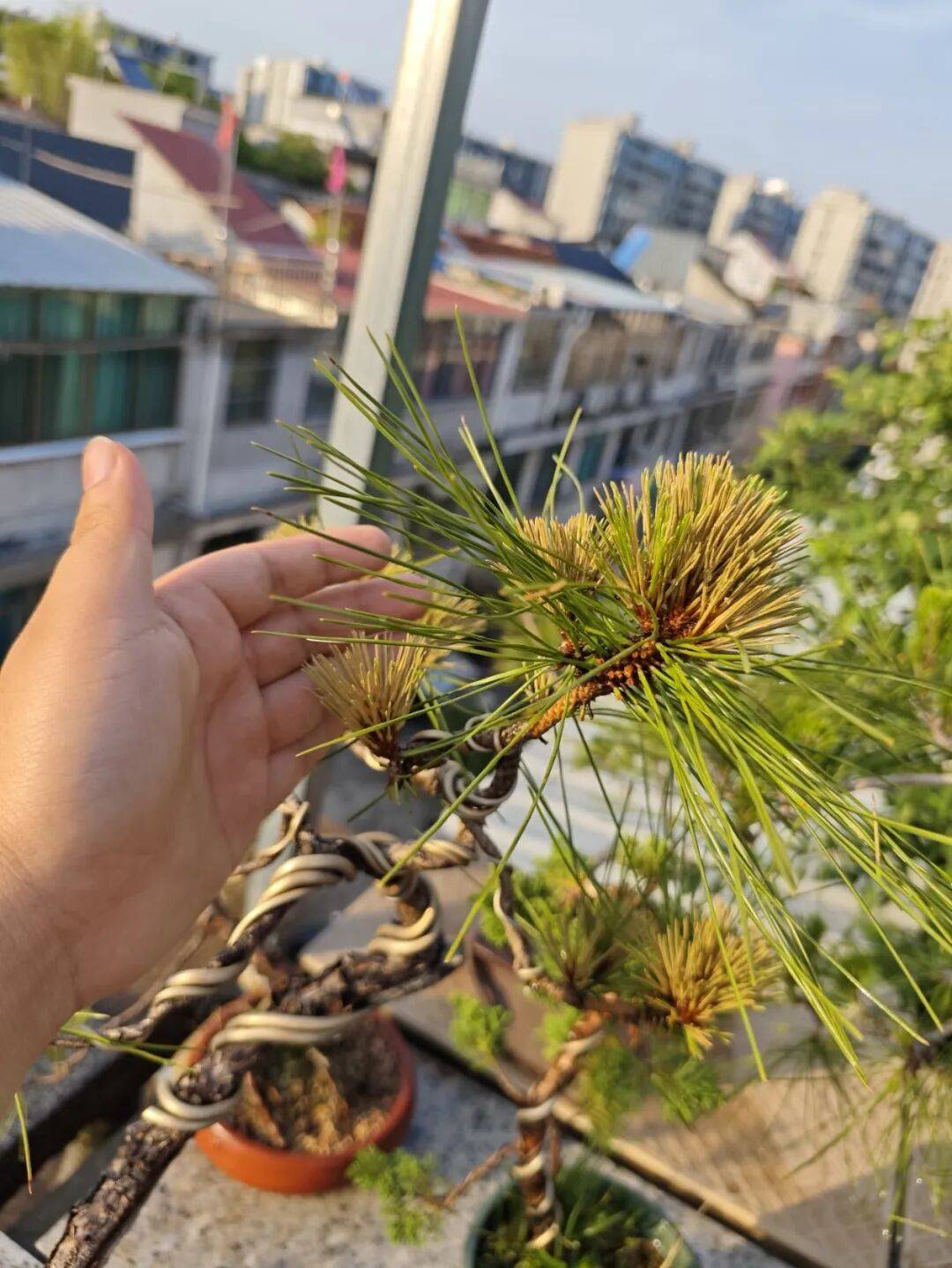 浓肥烧根缺肥黄叶我踩了2次黑松肥坑琢磨出一套按季施肥妙法