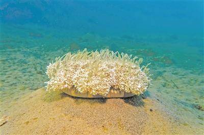 水母居然能整晚安睡还有午休