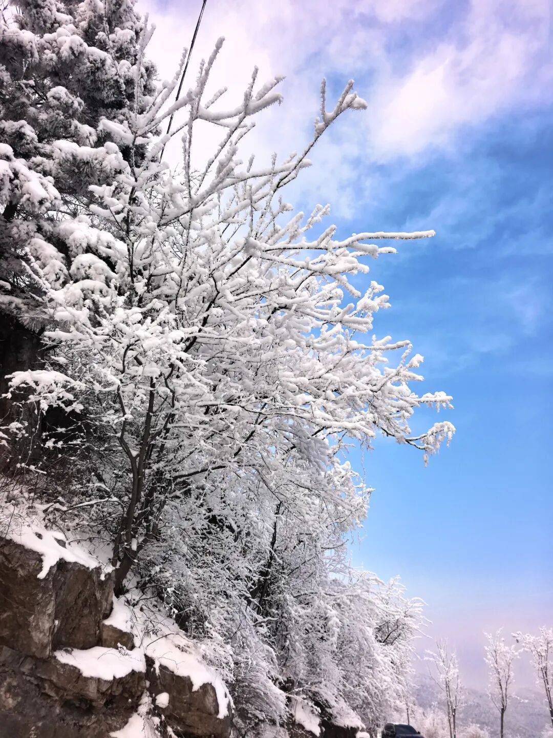 雪覆柳树口山林入画来
