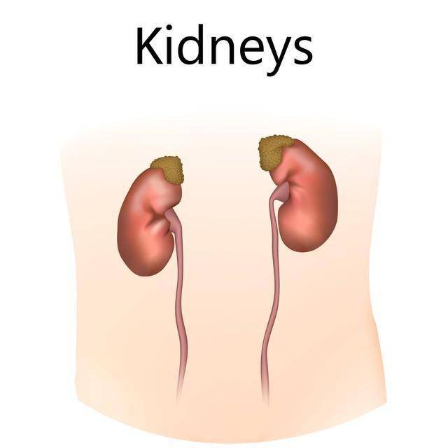 肾脏慢性炎症别硬扛！3种经典中成药，逐步消减炎症护肾脏