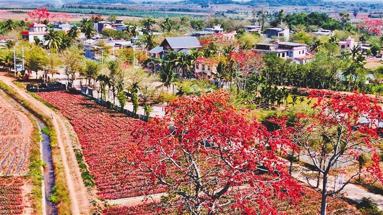 春天里一起相约海南看木棉开元棋牌- 开元棋牌APP下载- 官方网站花开