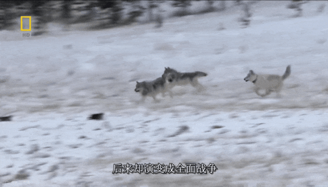 狼永远是在奔跑的,在水里跑,在雪原上跑,它们追着猎物跑,也被同类追着