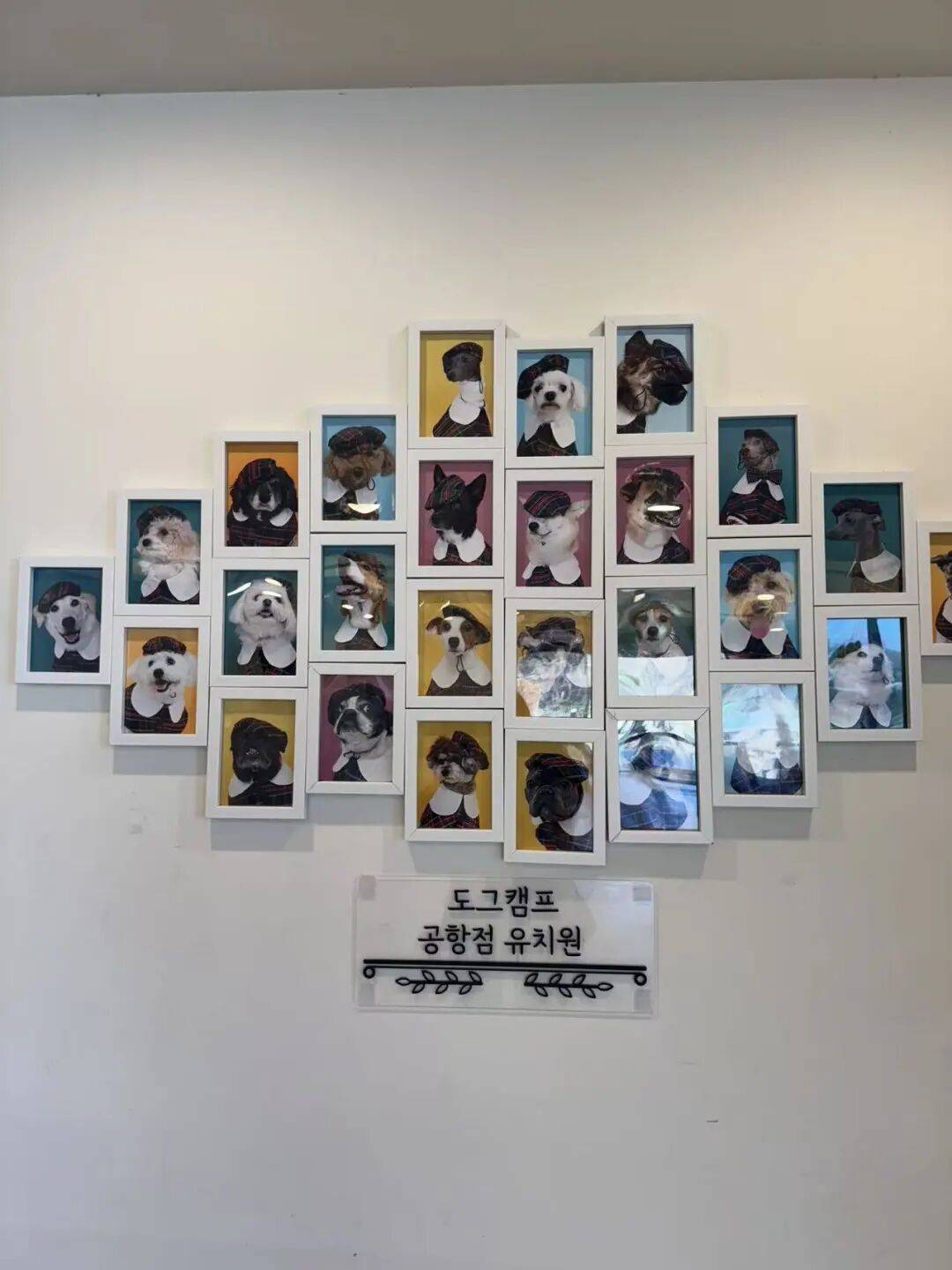 图片[3]-不生孩子的韩国年轻人，花几千元送狗上学？-华闻时空