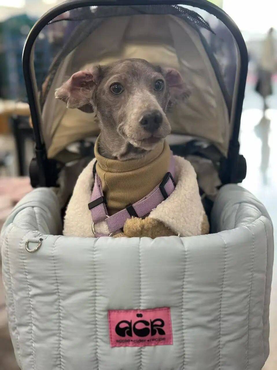 图片[6]-不生孩子的韩国年轻人，花几千元送狗上学？-华闻时空