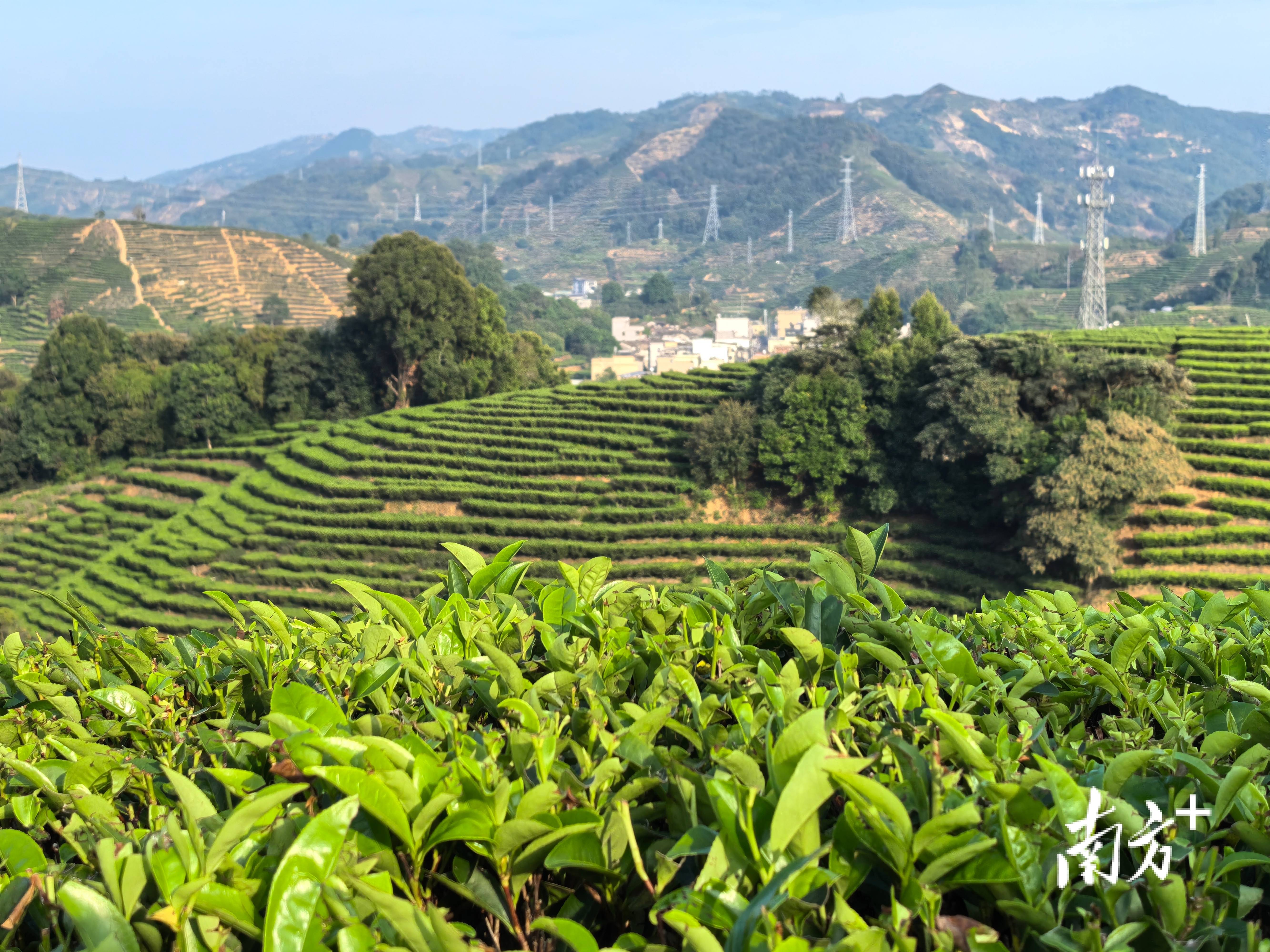 “政策找人”进茶乡 饶平税务为茶企送上“干货”讲堂