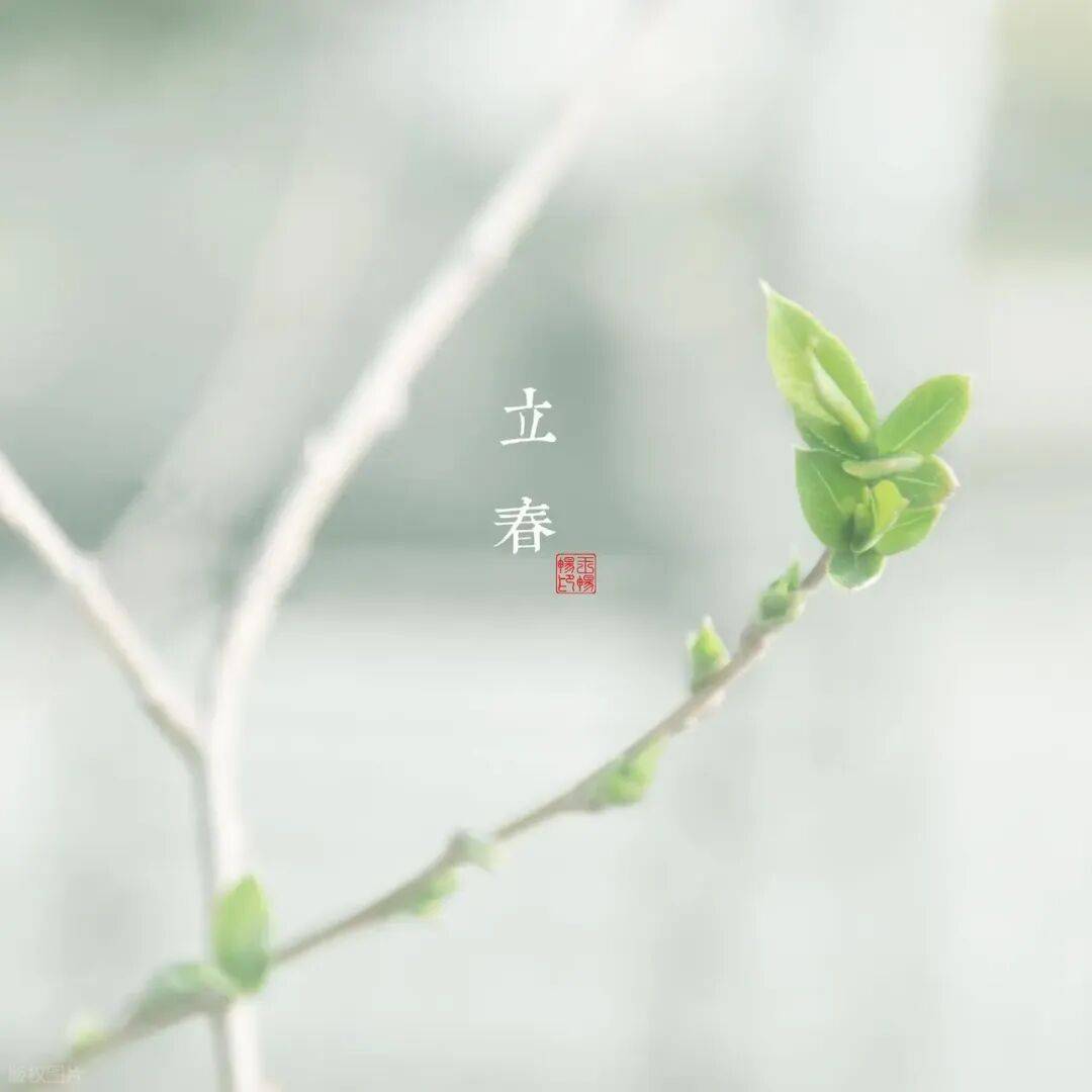 肝很爱的一种菜叶，立春就开始吃起来，越吃肝气越顺，脾胃越强