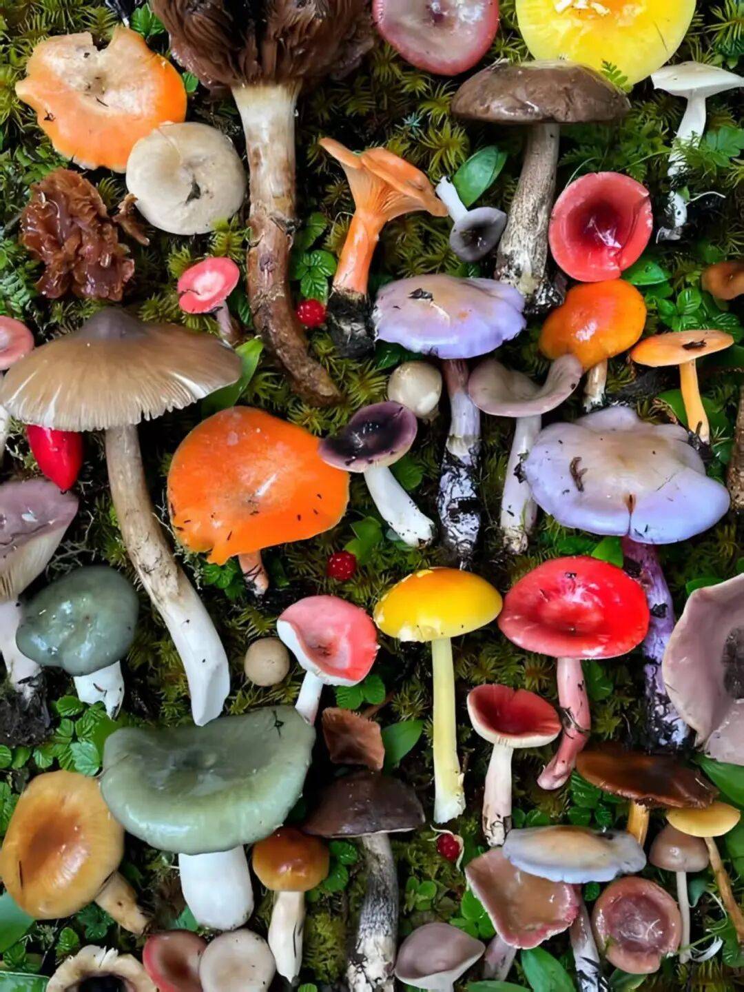 很多人觉得凭经验就能分清毒蘑菇但其实野生蘑菇种类庞大形态