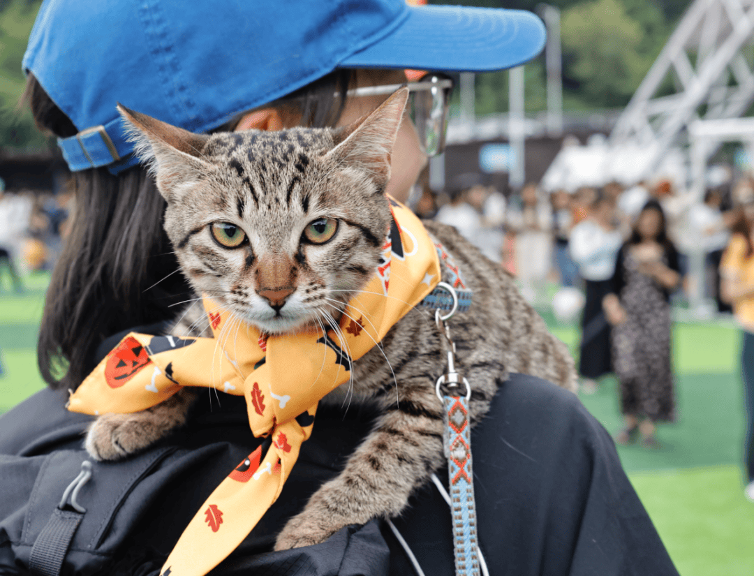 博鱼体育- 博鱼体育官网- APP下载世界杯指定平台春节需求激增！“95后”女生9天接了100多单能赚8500元