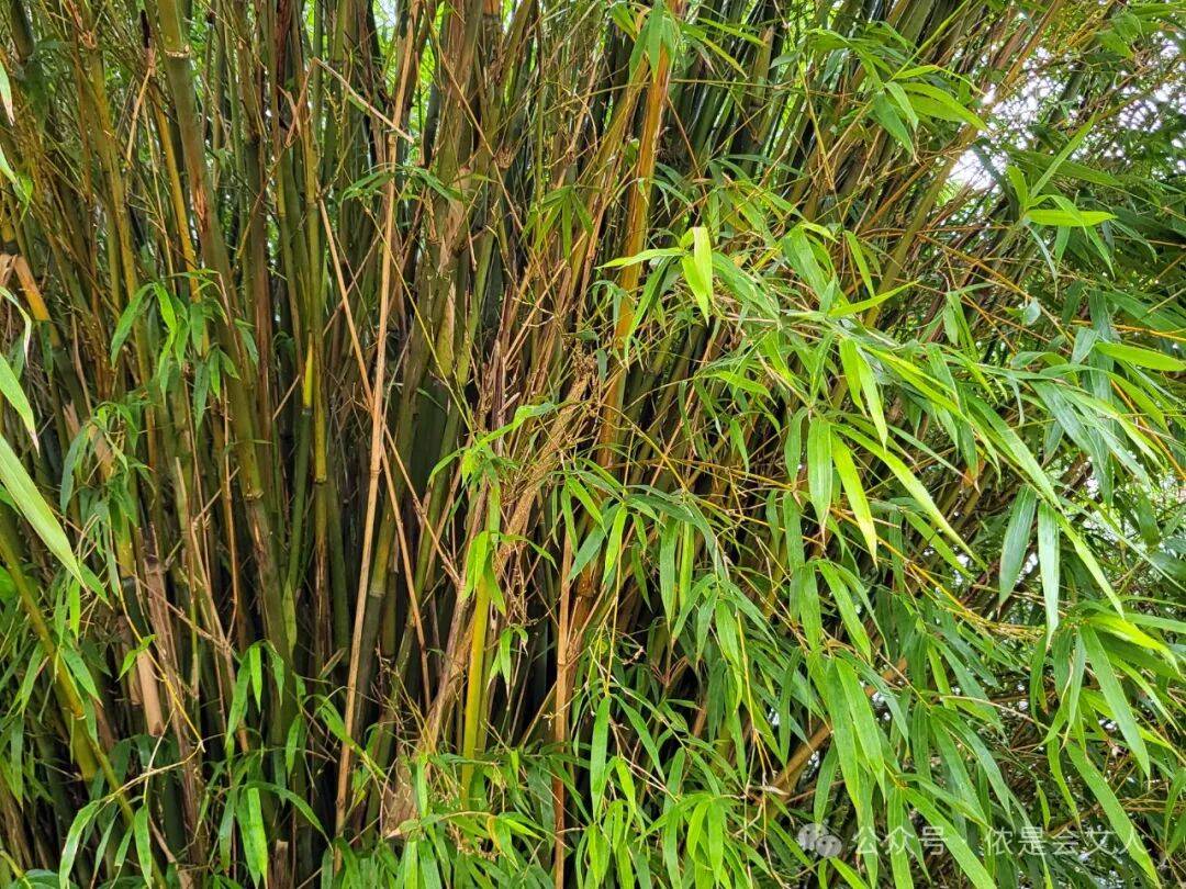 谈竹_草木_竹之形_竹种论