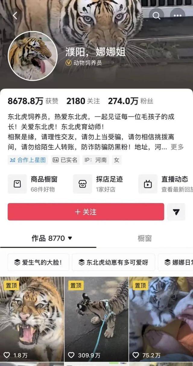 网红幼虎去世后被“替身”虎牙直播_NBA