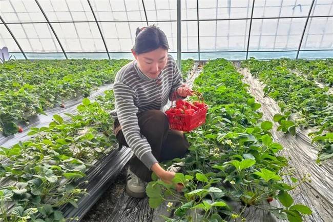 球速体育- 球速体育官方网站- APP下载黑龙江宝清：产业园里春意浓 乡村振兴硕果丰