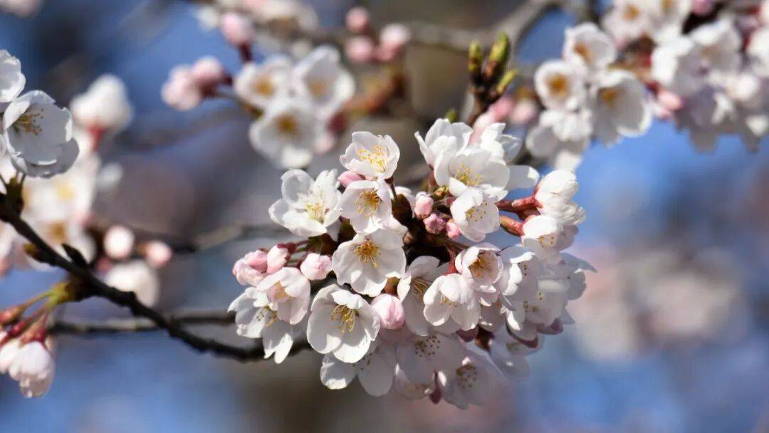 “开花”英文怎么说?别翻译成“open flower”!_begin_bloom_these
