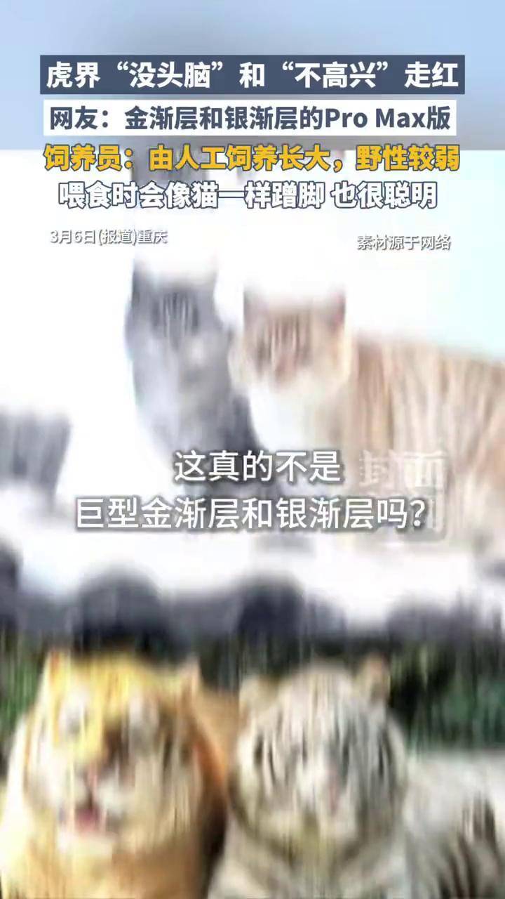 虎界“没头脑”和“不高兴”走红,饲养员:由人工饲养长大,野性较弱,网友:金渐层和银渐层的Pro Max版