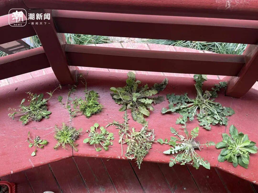 挖了半天全白挖！杭州网友晒“假荠菜”：长得很像吃起来不对味！专家教你一眼分辨