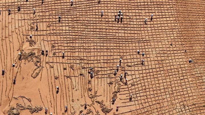 中国人种树到底有多厉害？ 图5