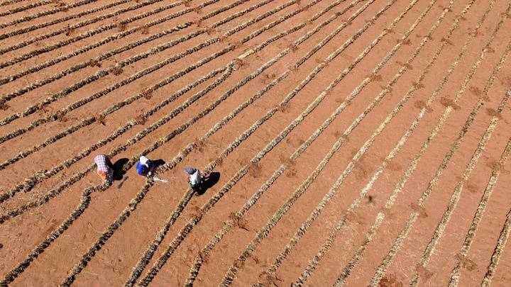 中国人种树到底有多厉害？ 图3