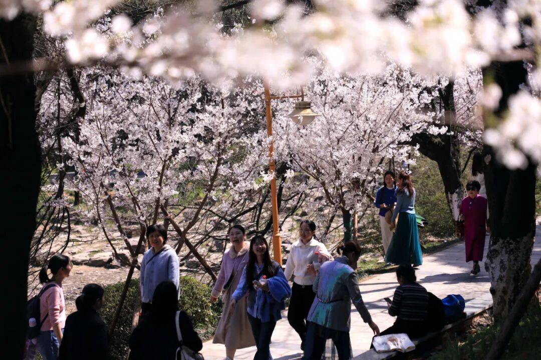 2026湖南省植物园“春之歌”花展赏花指南_樱花_活动_自然