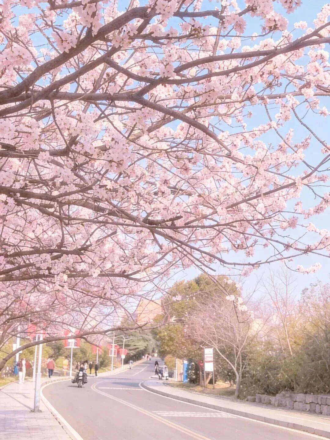春游江淮丨淮南八公山藏不住了