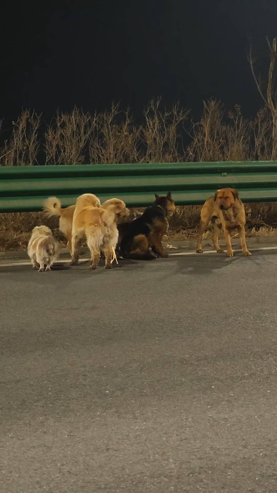 长春7只被偷小狗结伴逃亡17公里回家，志愿者讲述救援经过：柯基犬二次被关后逃跑，主人顺藤摸瓜找到其它爱犬