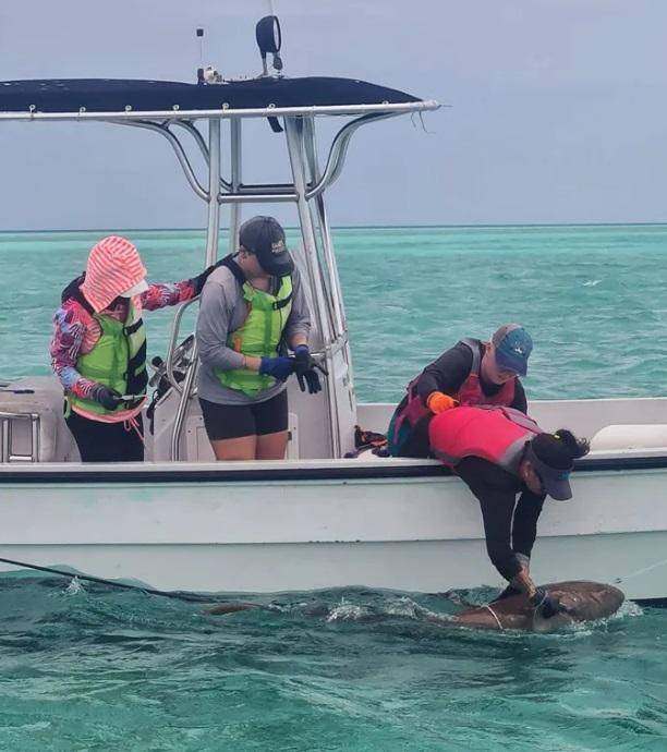 谁给鲨鱼吃了毒品？巴哈马“纯净海域”的可卡因鲨鱼：血液中还有咖啡因、止痛药成分