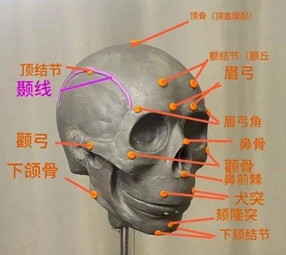 素描——额头画法之“颞niè线”_转折_头部_透视