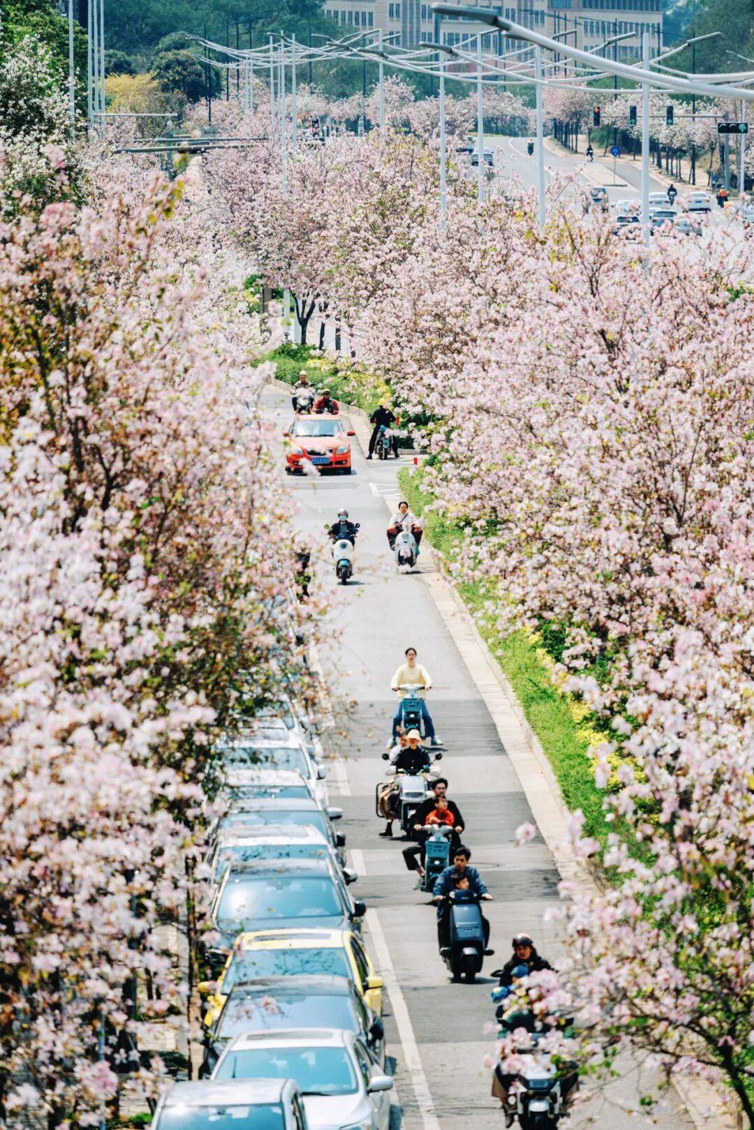 图片[6]-这个没景点的城市，凭什么成了今年春游顶流？ -华闻时空