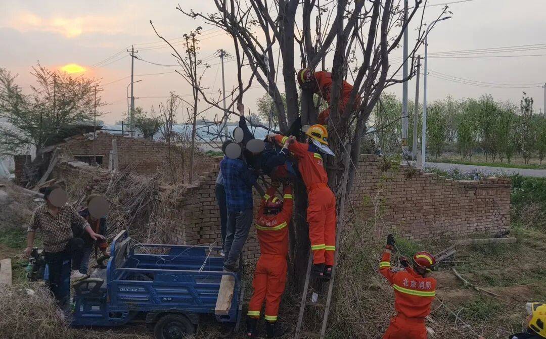 北京一男子夜晚爬树摘香椿掉落被卡，次日清晨才被发现，肢体受压、倒挂悬空达7个多小时……
