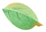 紫金蝉茶牵手穗澳，开启出海“新茶道”！