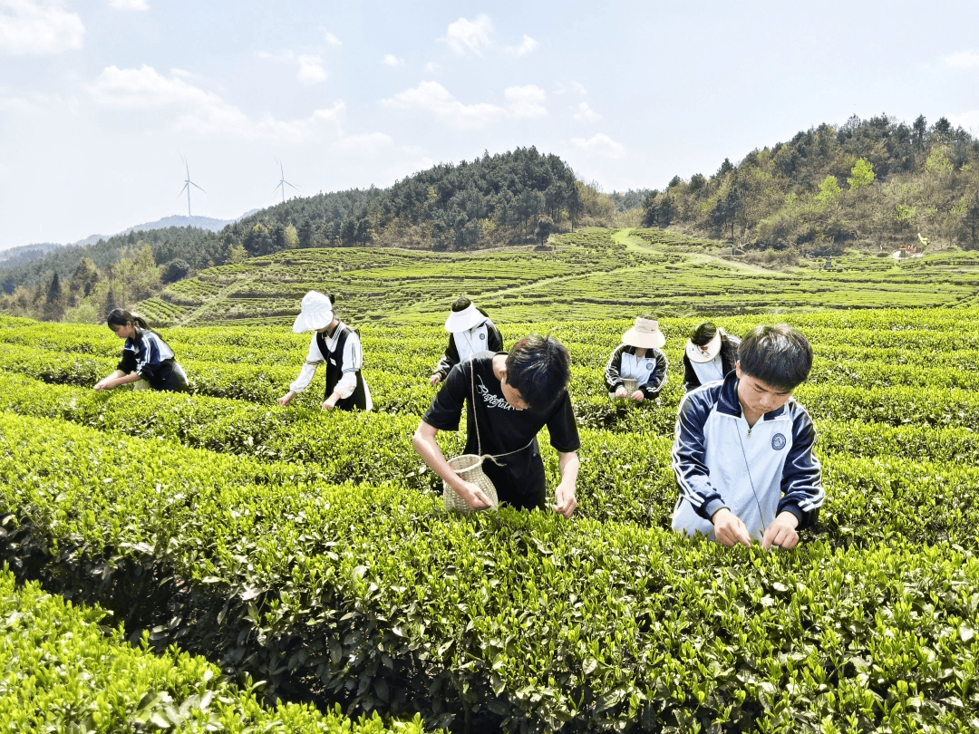 把教室搬到茶山上！印江中职创新开展茶叶技能劳动实践