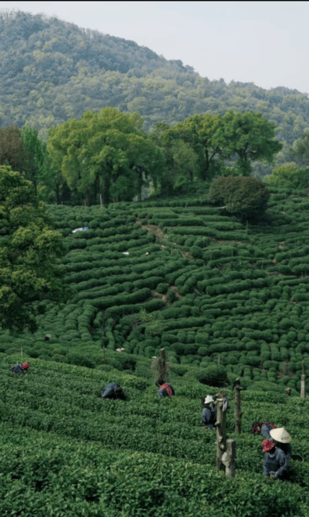 启丰茶业门店的茶叶口感好不好？