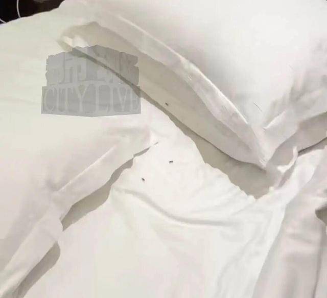 游客住浙江安吉天空之城君澜度假酒店 房间床上墙上爬满小虫(图1) 文章配图-1