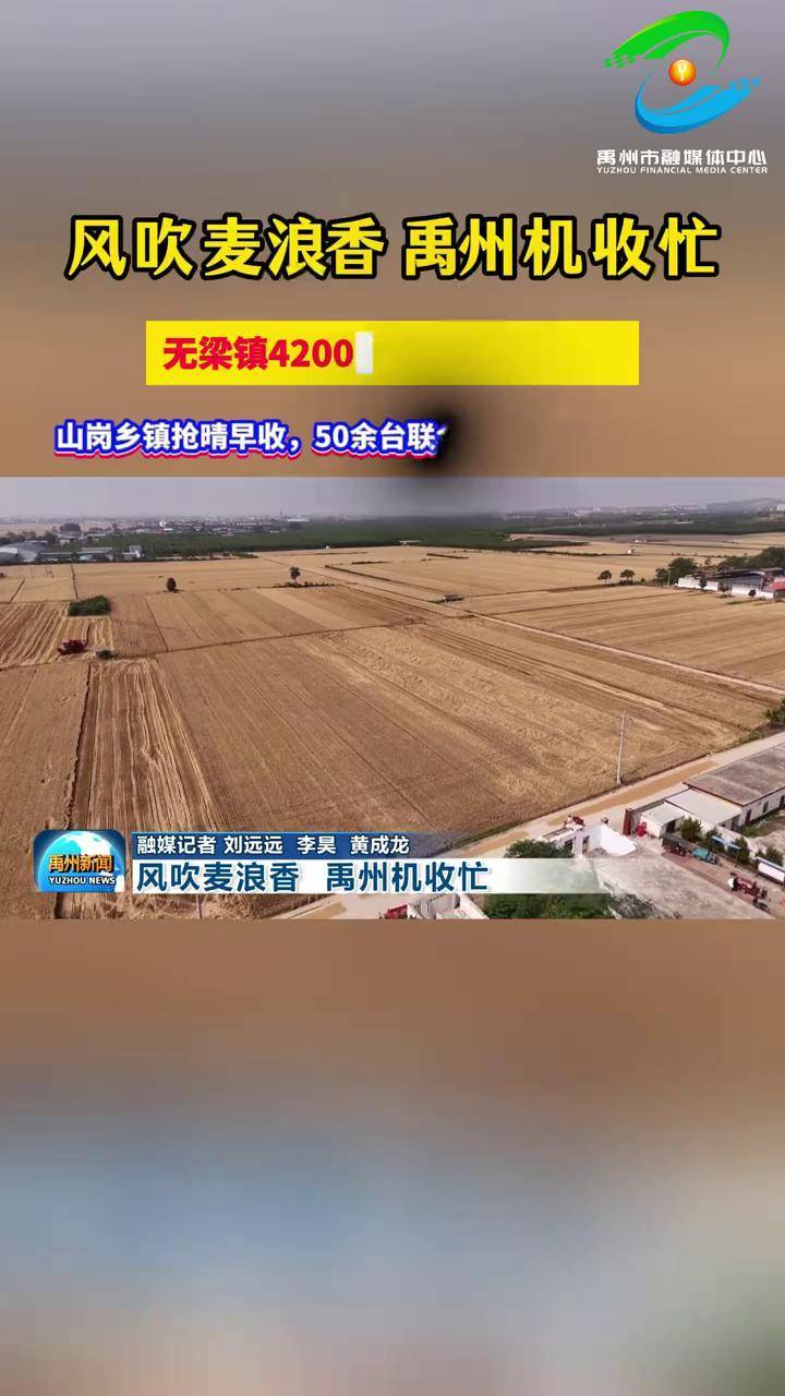 风吹麦浪香 禹州机收忙——无梁镇42000亩小麦开镰收割,山岗乡镇抢晴早收,50余台联合收割机15天完成抢收。编辑:潘俊峰